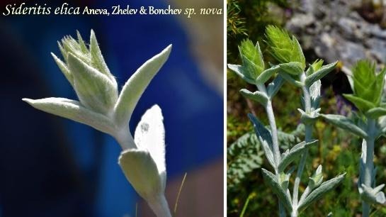 Български учени откриха и описаха нов за науката вид растение